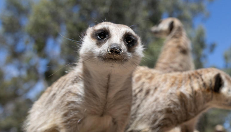 Close-up of a Meerkat facing the camera, with another two behind and out of focus, being watched by a "Keeper" to the right.
