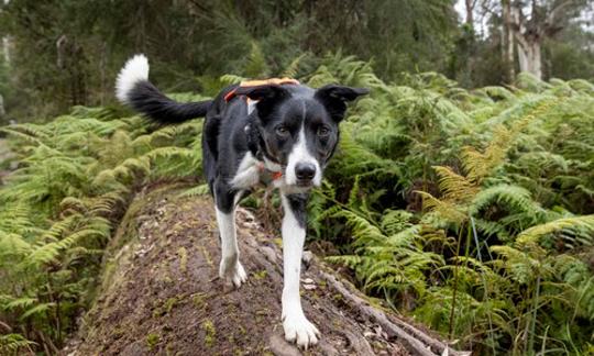 Finn, the Border Collie (black and white) Detection Dog, walking along a log towards the camera.