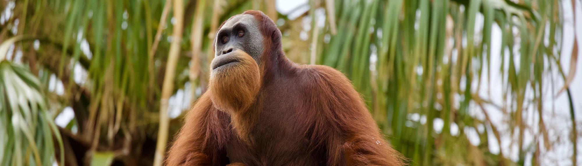 An adult Orangutan, with long orange hair, gazes into the distance. Green palm trees in the background