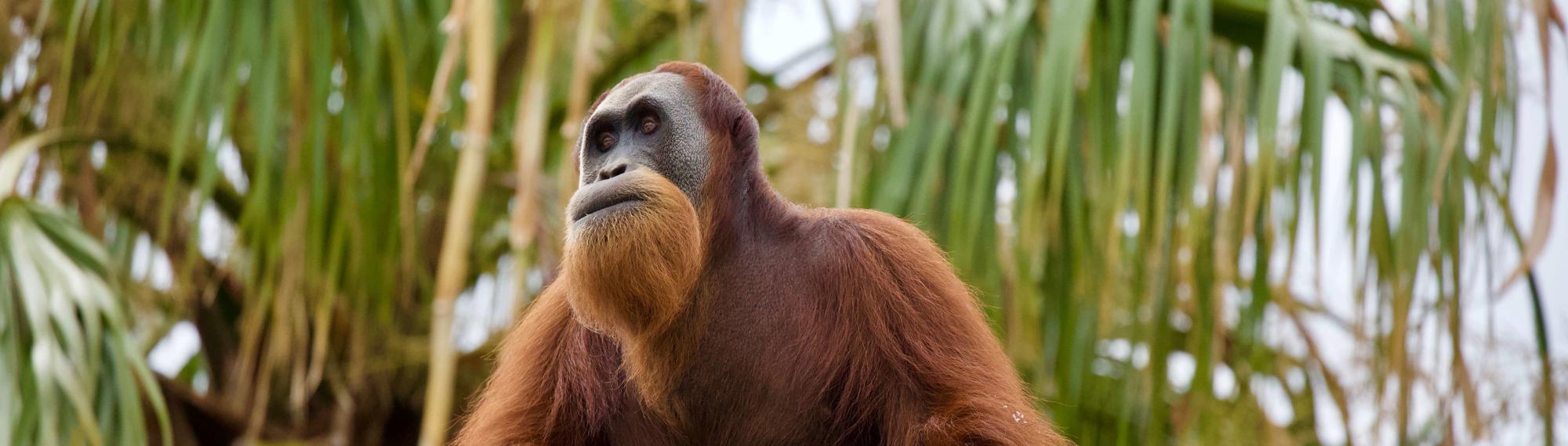 An adult Orangutan, with long orange hair, gazes into the distance, with green palm trees in the background.