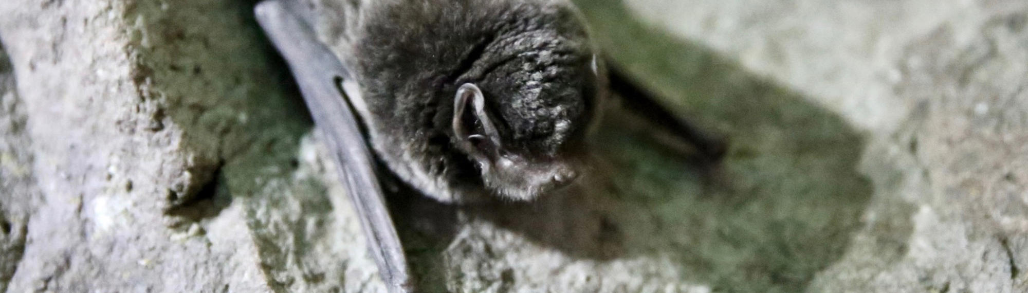 Close-up of a small black bat with wings drawn in tight, resting on a rocky surface