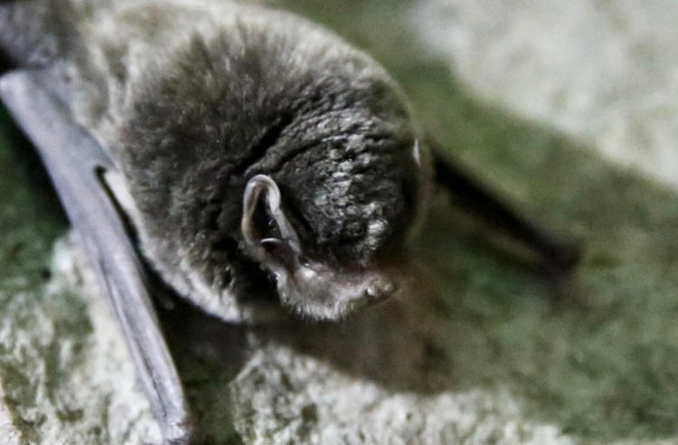 Close-up of a small black bat with wings drawn in tight, resting on a rocky surface