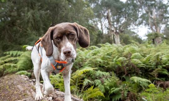 Brown and white dog standing on a log staring at the camera with its head on an angle