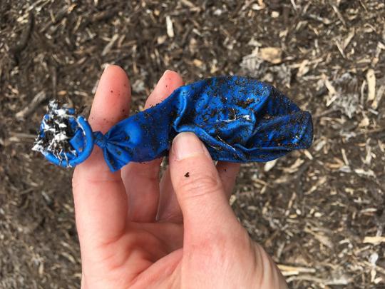 A hand holds a piece of blue balloon rubbish covered in dirt