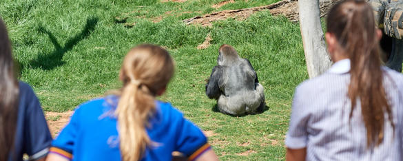 A rear view of three students looking into a gorilla exhibit as a western lowland gorilla has his back to them