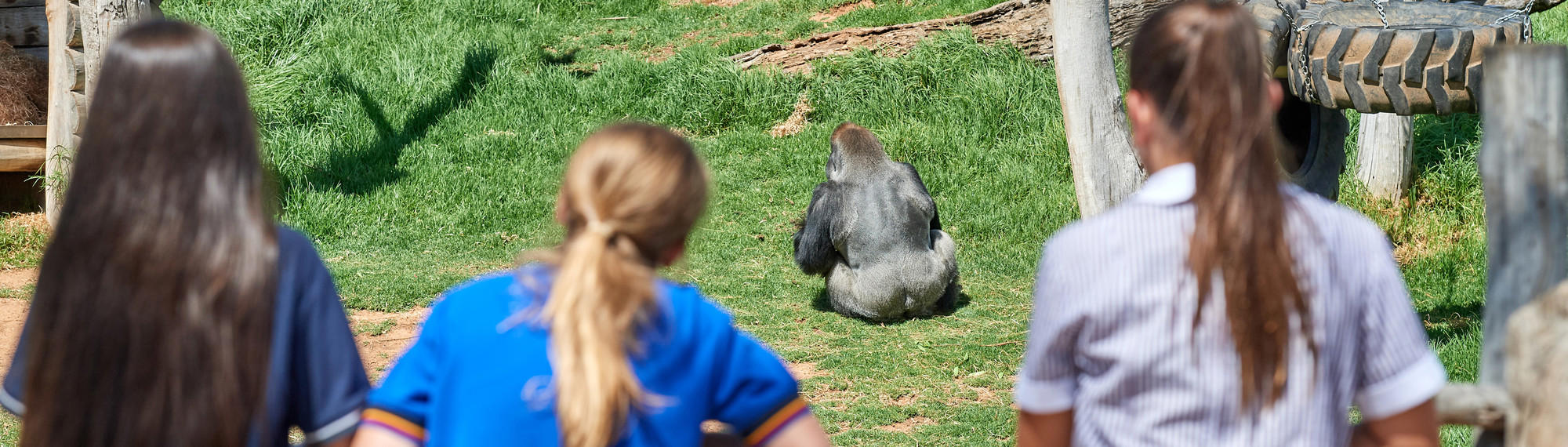A rear view of three students looking into the Gorilla exhibit as a Western Lowland Gorilla has his back to them.
