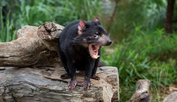 A Tasmanian Devil standing on a log, staring to the right with its mouth wide open