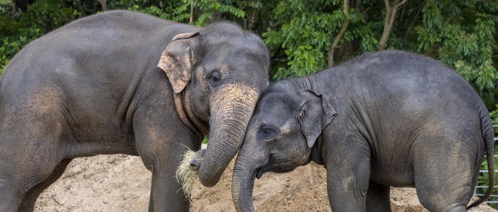 Male Asian Elephants Man Jai And Luk Chai At Play Both Pressing Heads Together As Luk Chai Holds Grass In His Trunk