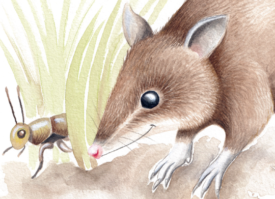 Illustration of Hope, the Eastern-Barred Bandicoot, as she watches a cricket scurry left through the grass.