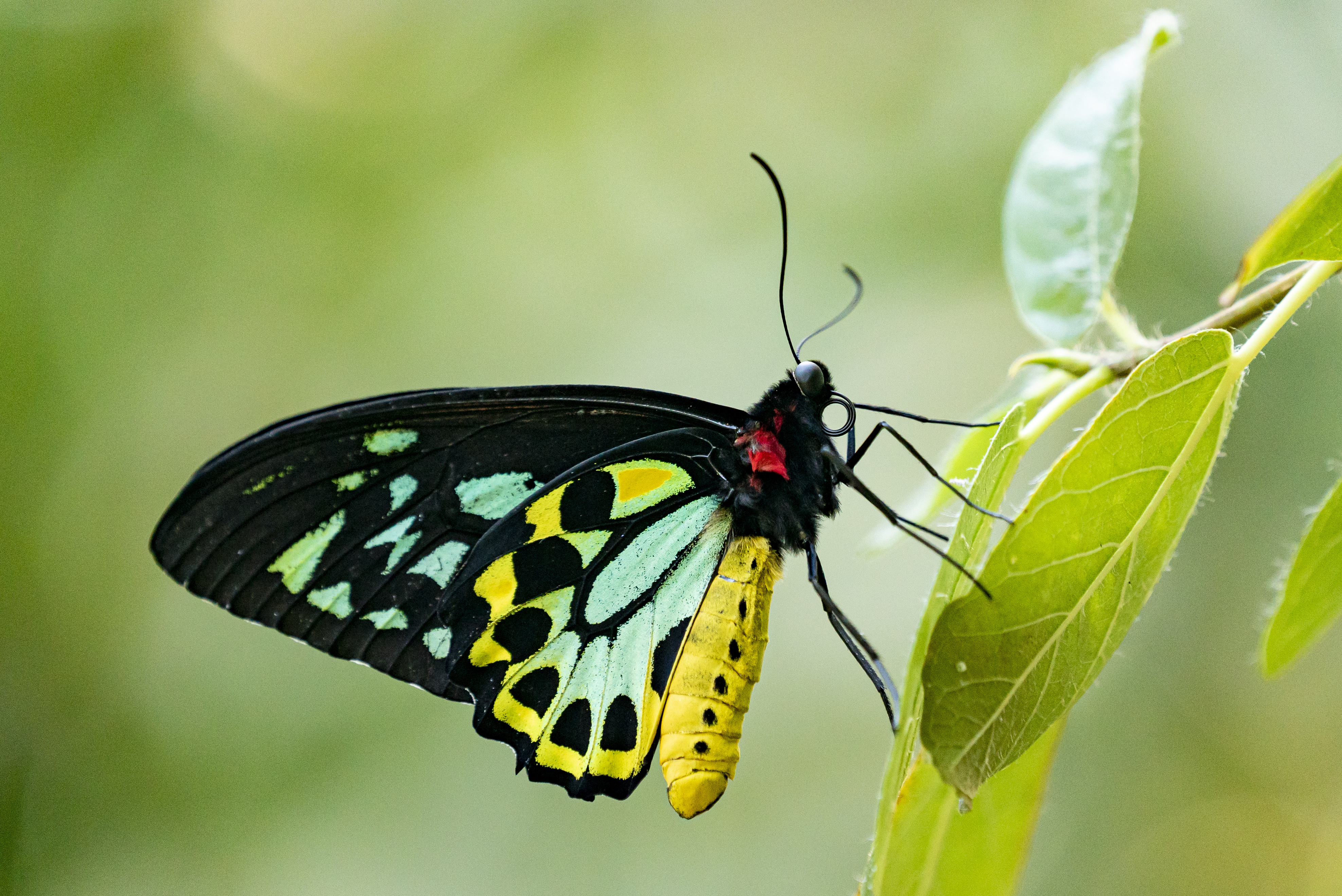 Birdwing Butterfly perched on leaf, facing right.
