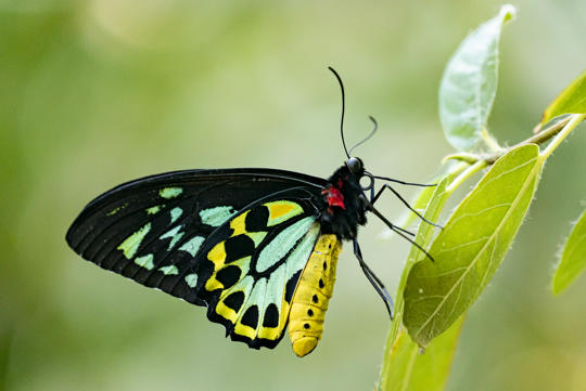 Birdwing Butterfly perched on leaf, facing right.