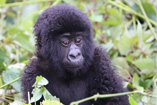 Close-up of young Gorilla, facing left (right of frame).