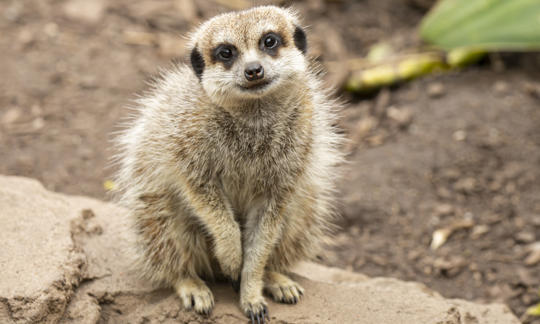 Close-up of relaxed Meerkat looking to camera.