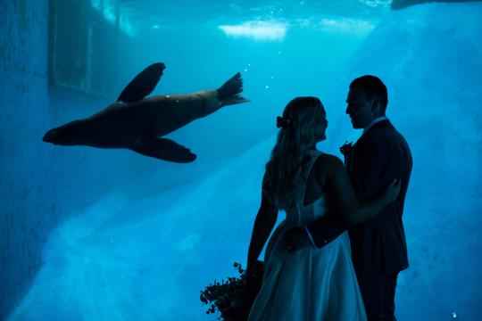 Newlyweds standing before a Fur-Seal in the Wild Sea aquarium, as Bride and Groom face each-other in front of the glass.