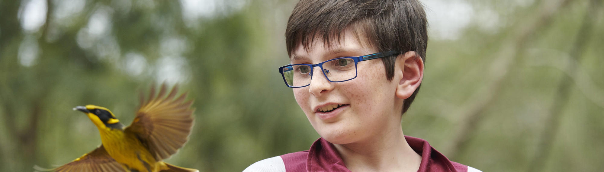 A bespectacled student in uniform watches a Helmeted Honeyeater fly away, at Healesville Sanctuary, both facing left.