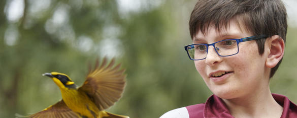 A bespectacled student in uniform watches a Helmeted Honeyeater fly away, at Healesville Sanctuary, both facing left.