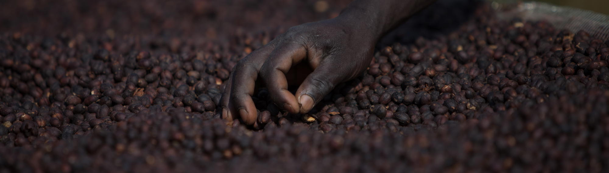 A hand sifting through dark brown coffee beans