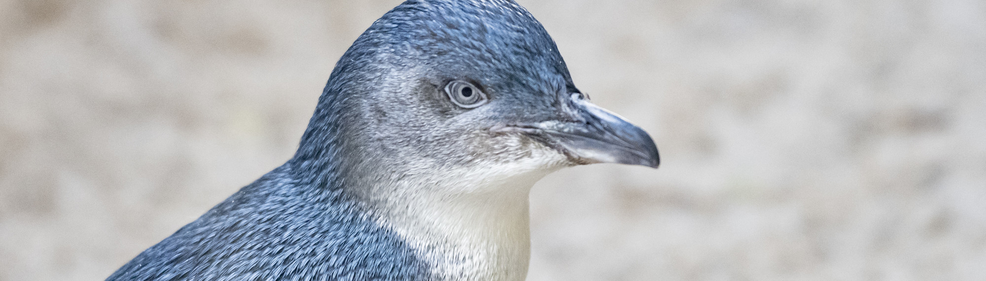 Little penguin with blue-grey feathers and white chest, looking over their shoulder 