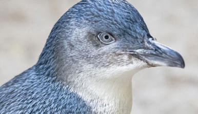 Little penguin with blue-grey feathers and white chest, looking over their shoulder