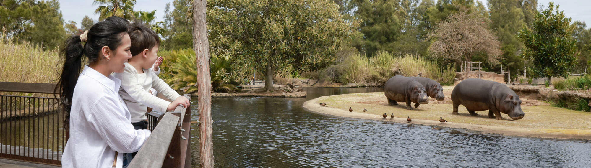 Mum and son looking at three Hippos, accompanied by seven Ducks.