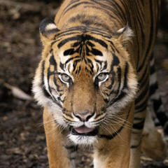 Sumatran Tiger standing on bark, looking directly ahead.