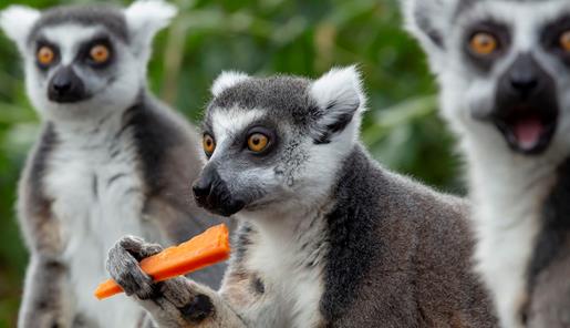 Three lemurs close up, one eating a carrot