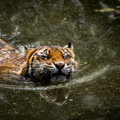 Indrah, the Sumatran Tiger, swims right toward the camera.