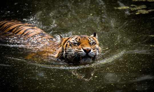 Indrah, the Sumatran Tiger, swims right toward the camera.