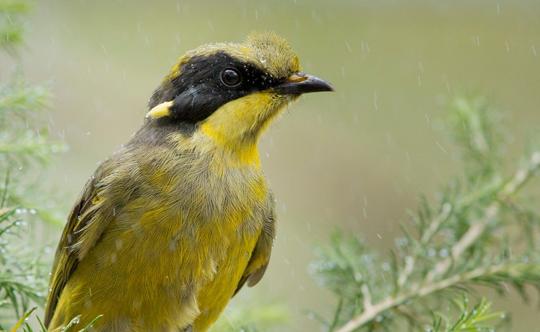 Close up of Helmeted Honeyeater in the rain