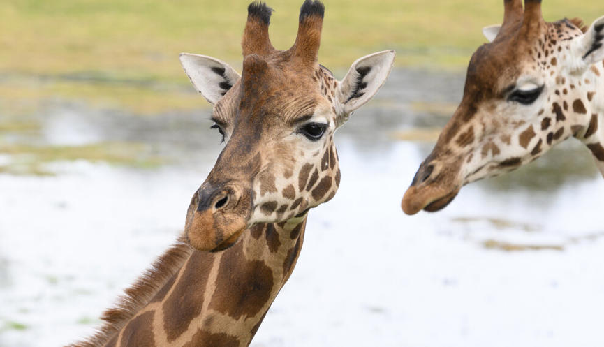 Head shot of two giraffe standing side by side, water in background.