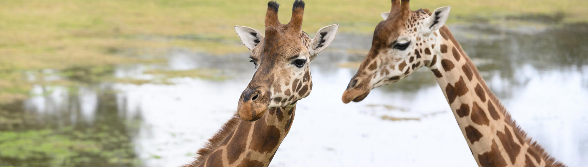 Head shot of two Giraffes standing side by side, with water in background.