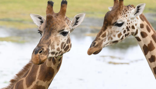 Head shot of two Giraffes standing side by side, with water in the background.
