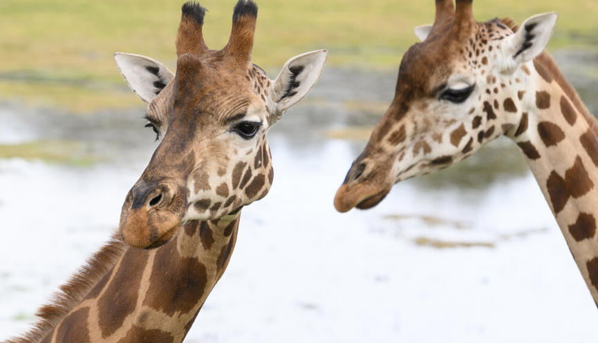 Head shot of two Giraffes standing side by side, with water in the background.