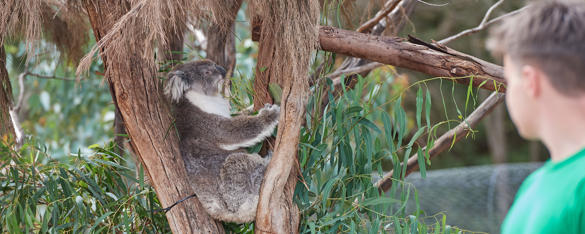 A school aged boy looks at a koala sitting in a fork in a tree