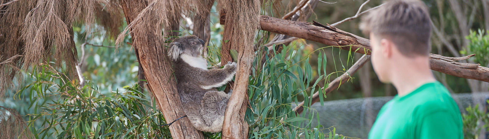 A school aged boy looks at a koala sitting in a fork in a tree