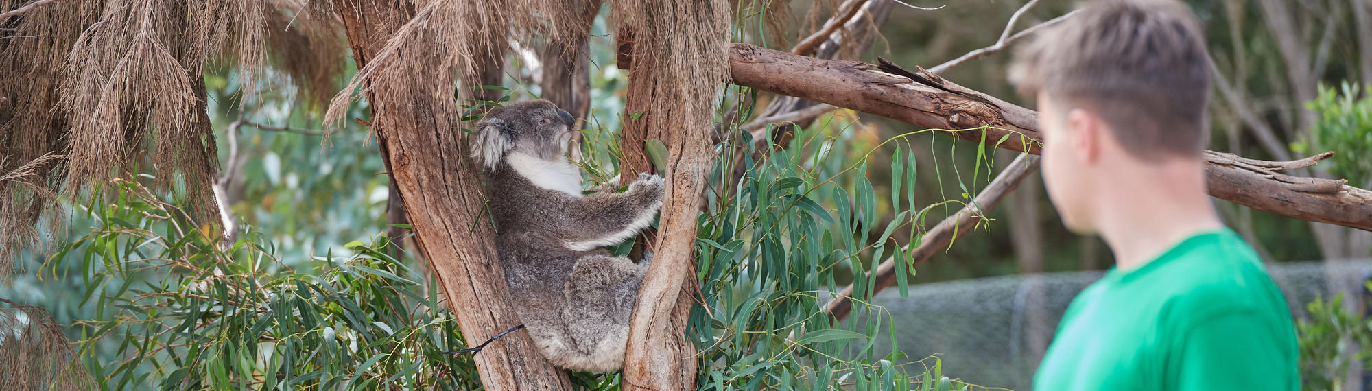 A school-aged boy looks at a Koala sitting in the fork of a tree.
