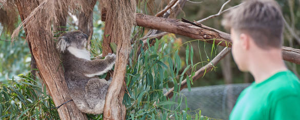 A school-aged boy looks at a Koala sitting in the fork of a tree.