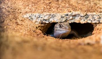 A skink poking its head out of a small cave under a rock surrounded by sandy dirt