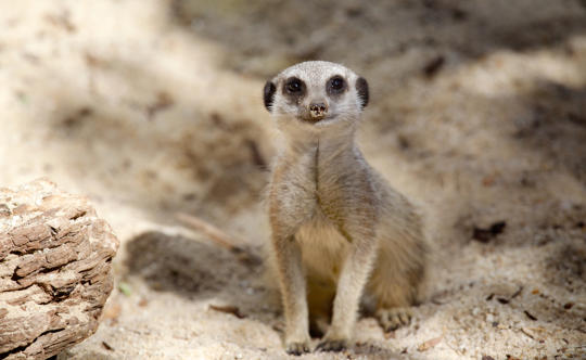 A young meerkat is sitting on yellow sand, looking directly at camera. 