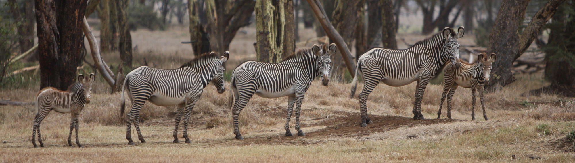 Five Grevy's Zebras standing in a long line with trees in the background