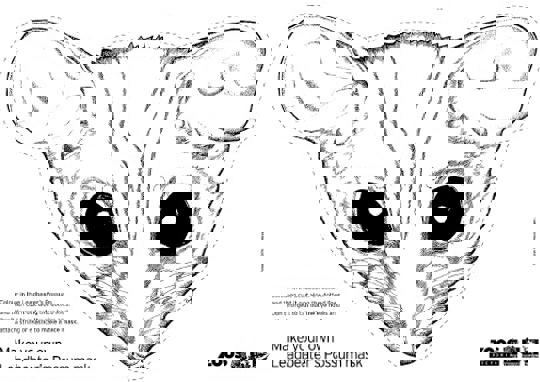 Image of make your own Leadbeater's Possum mask