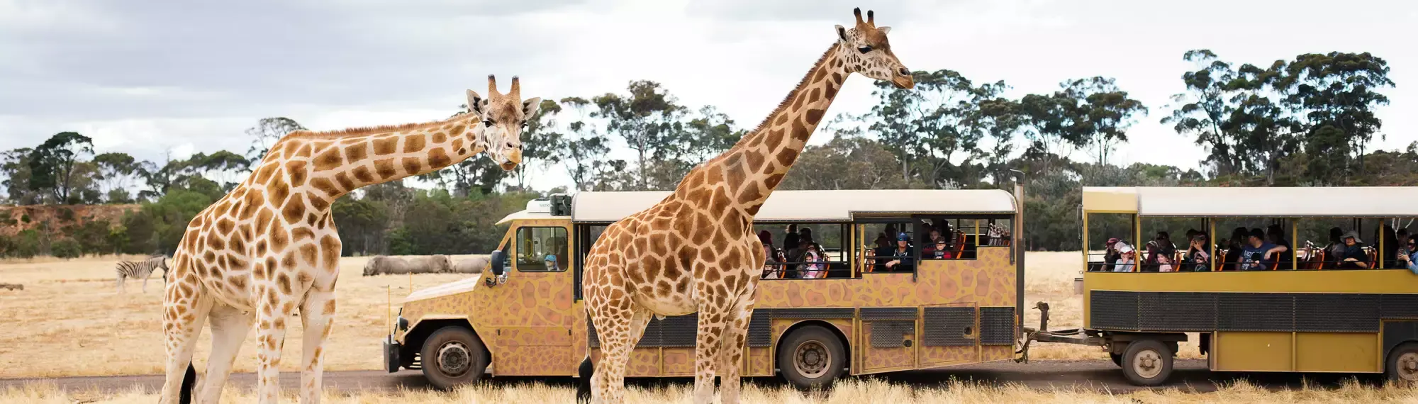Two giraffe standing in front of a giraffe-print bus full of people.