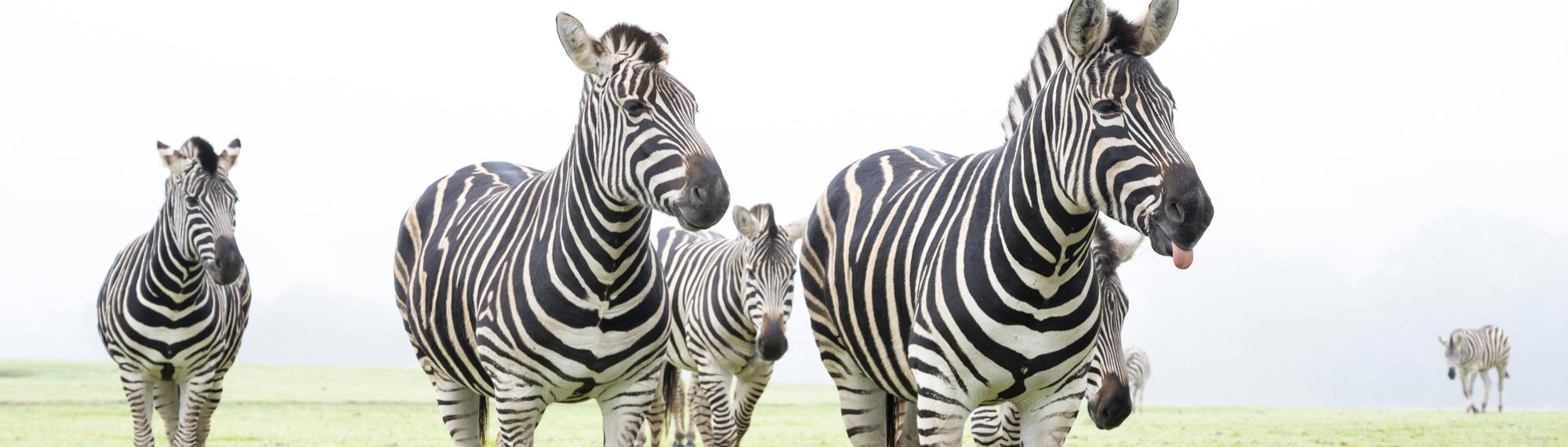 Seven Zebra on a foggy plain (one with their tongue out).