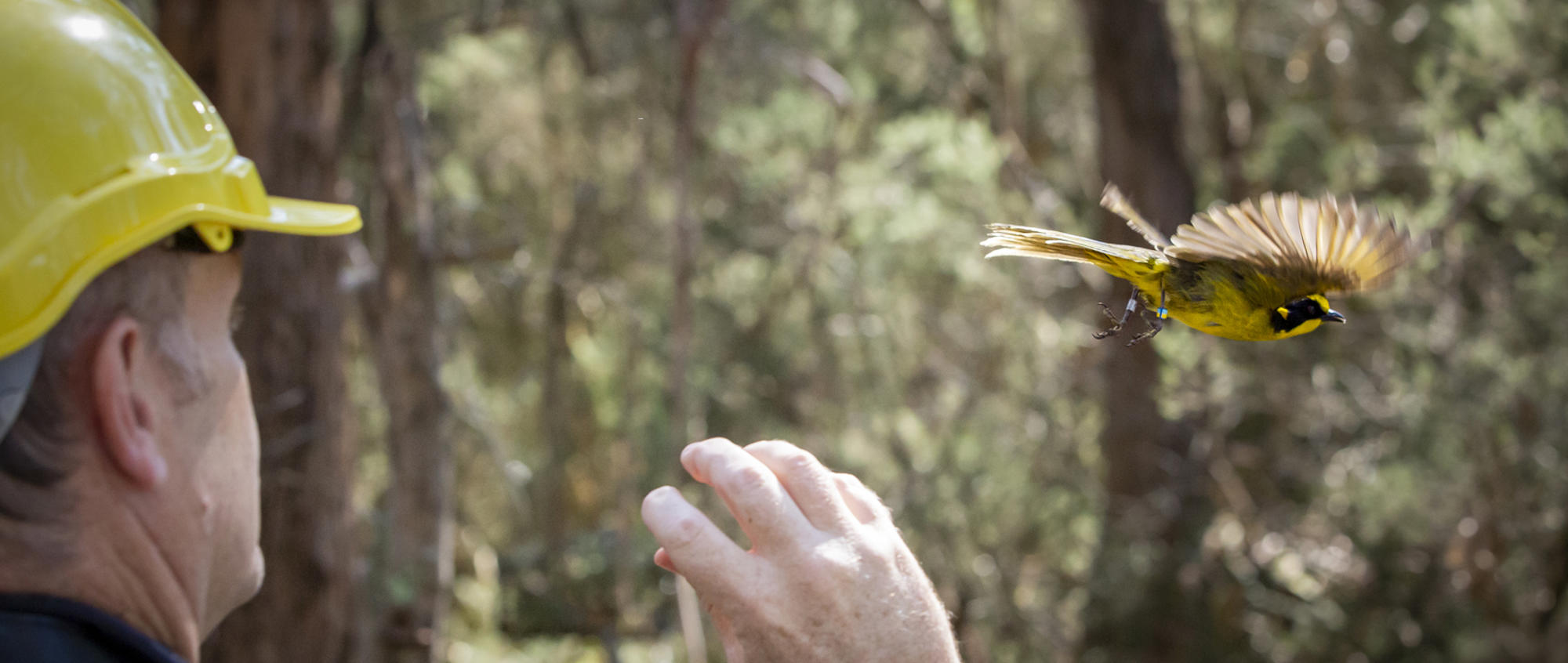 A Helmeted Honeyeater flying right, following release by Keeper wearing yellow hard-hat, facing away on the left.