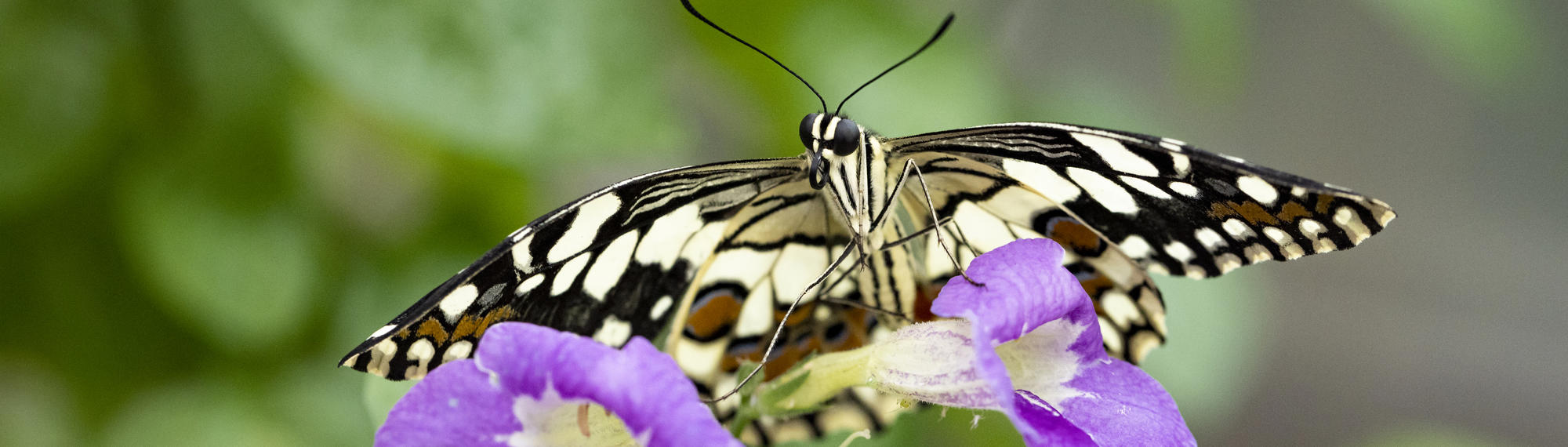 A Chequered Swallowtail Butterfly is sitting on a purple flower. 