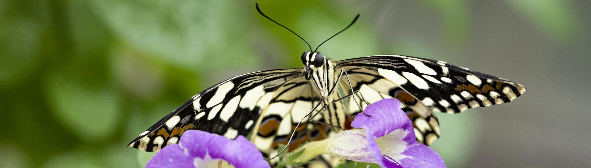 A Chequered Swallowtail Butterfly is sitting on a purple flower.