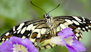 A Chequered Swallowtail Butterfly is sitting on a purple flower.