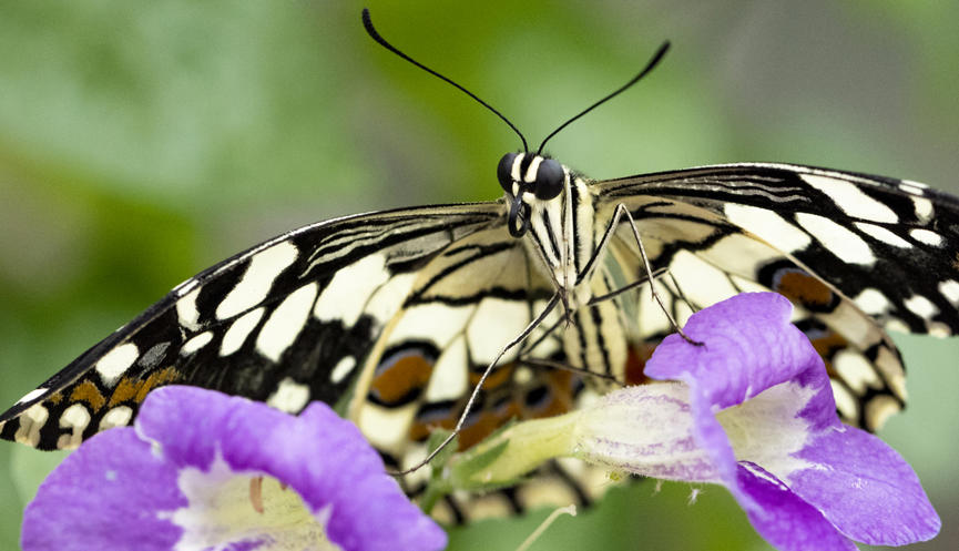 A Chequered Swallowtail Butterfly is sitting on a purple flower.