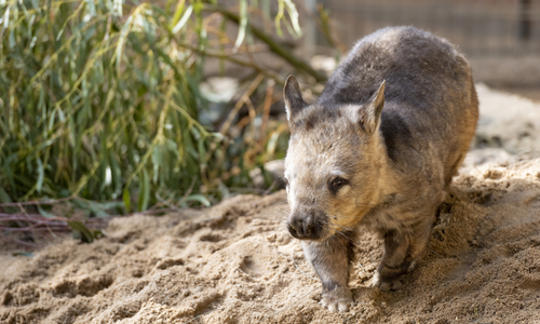 A Southern Hairy-nosed Wombat, walking on pale yellow sand, facing left.