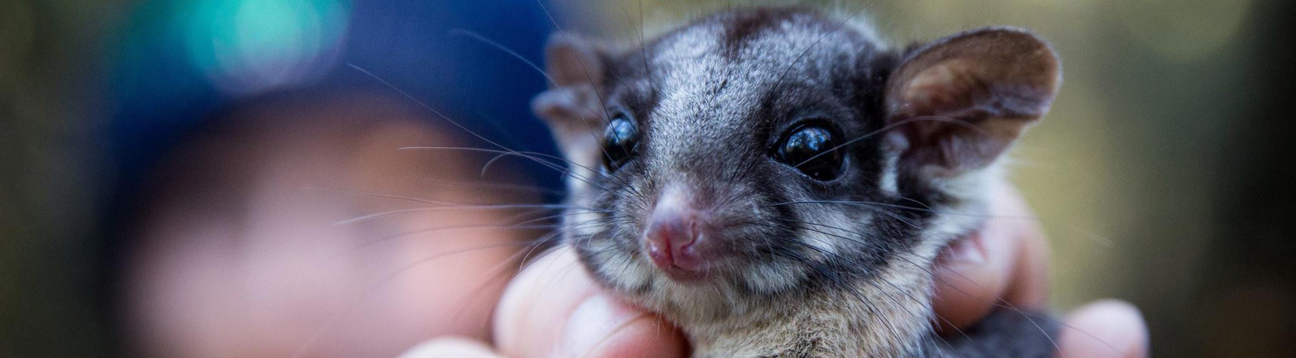 Close-up of Leadbeater's Possum being held up to the camera.